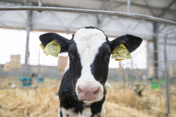 Calves, young animals of both sexes under the age of one year. Young individuals belong to...