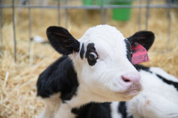 Calves, young animals of both sexes under the age of one year. Young individuals belong to...