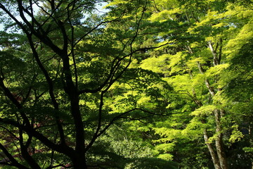 日本の春の美しい風景　高源寺の新緑の楓(兵庫県丹波市)
