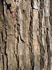 Close up of tree and its brown bark with very rough texture