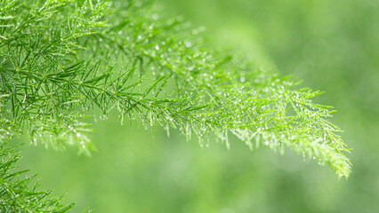 close up of plant Leaf with water drops