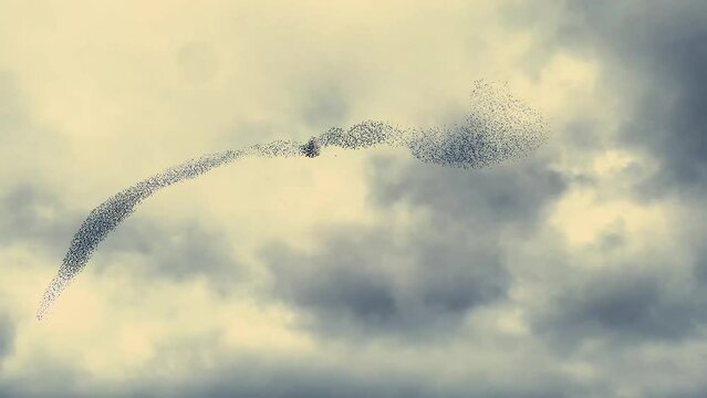 Starlings are also called "rainbirds". They announce the coming of rain by dancing.