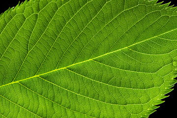 close up of green leaf texture