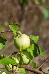green apples on the branches