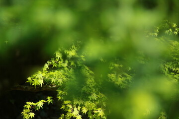 鮮やかな新緑の楓