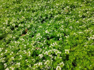 tiny white flowers in the garden