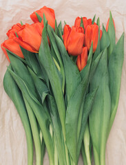 Bright red tulips on beige background. Mother Day, spring concept. Greeting, invitation card. Flat lay, top view style with copy space