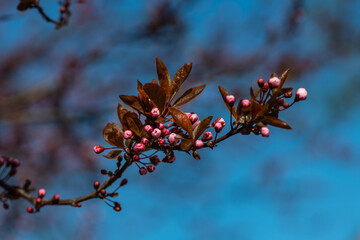 Beautiful spring sakura branches with flowers on a cloudy day macro photography