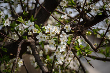Nice white apple spring flowers branch macro photography nature awakening