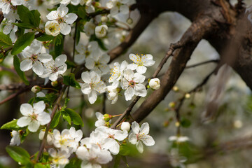 Nice white apple spring flowers branch macro photography nature awakening