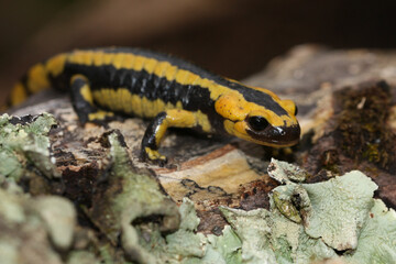A fire salamander on the deciduous forest floor 