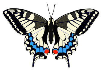 キアゲハ　アゲハチョウ　蝶