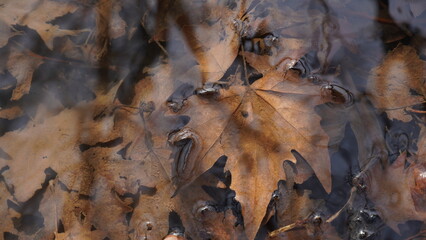 Fall Autumn Leaves water rain background, Autumn leaves under water with ripples