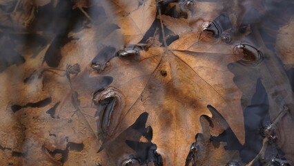 Fall Autumn Leaves water rain background, Autumn leaves under water with ripples