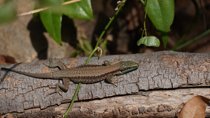 Phoenicolacerta laevis, the Lebanon lizard, is a species of lizard in the family Lacertidae. It is found in  Israel, Lebanon