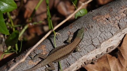 Phoenicolacerta laevis, the Lebanon lizard, is a species of lizard in the family Lacertidae. It is found in  Israel, Lebanon