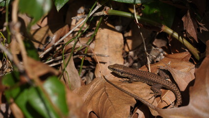 Phoenicolacerta laevis, the Lebanon lizard, is a species of lizard in the family Lacertidae. It is found in  Israel, Lebanon