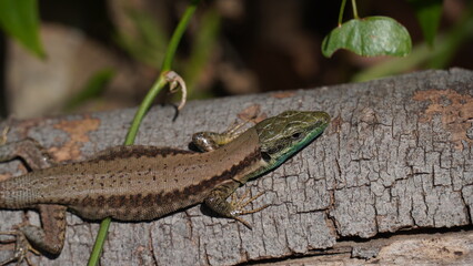 Phoenicolacerta laevis, the Lebanon lizard, is a species of lizard in the family Lacertidae. It is found in  Israel, Lebanon