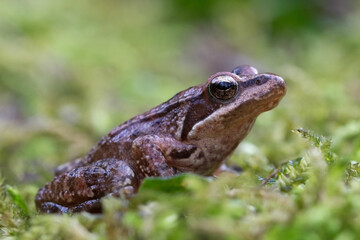 An Iberian frog on the mossy riverbank 