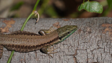 Phoenicolacerta laevis, the Lebanon lizard, is a species of lizard in the family Lacertidae. It is found in  Israel, Lebanon