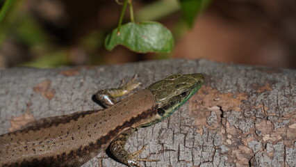 Phoenicolacerta laevis, the Lebanon lizard, is a species of lizard in the family Lacertidae. It is found in  Israel, Lebanon