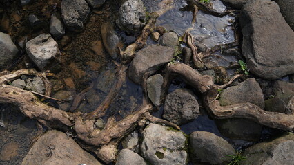 Small clear brook running beside brown stones and brown roots and branches. Branches, rocks and stones.