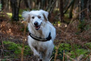 Golden retriever running in forest
