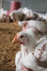 Closeup portrait of broiler chicken on farm