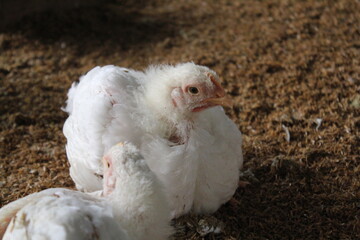 White chickens sitting in a poultry farm