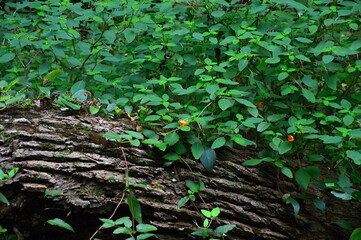 Sumpf Landschaft im Congaree National Park, South Carolina