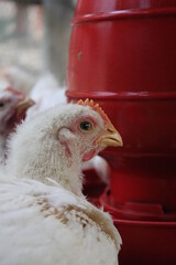 Closeup portrait of broiler chicken on farm
