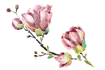 Magnolia flowers branch watercolor illustration isolated on white