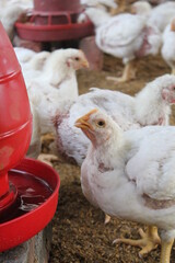 Poultry chicken drinking water in a farm