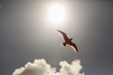 A Seagull against the Sun