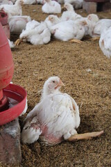 Broiler chickens lying on a farm