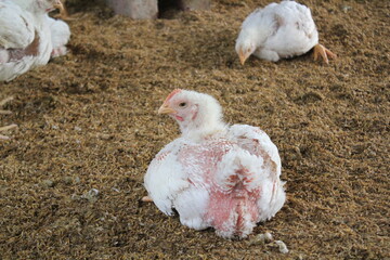 Broiler chickens in a broiler farm