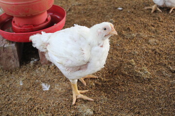 White poultry chicken walking in the farm