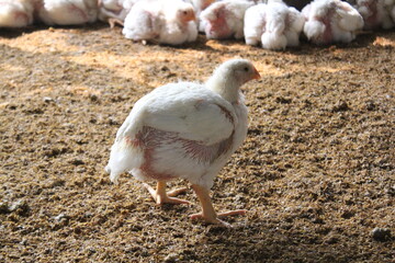 White poultry chicken walking on the farm