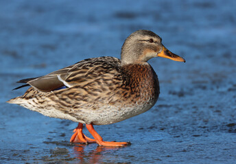 Mallard