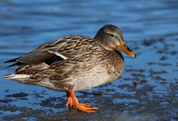 Mallard