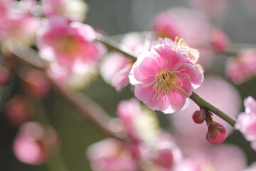 梅の花