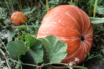 Ripe orange pumpkins growing in the garden. Two pumpkins with green leaves. One in the foreground,...