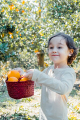 Cute child boy picking up oranges fruits  from orange tree in the garden. Harvesting fruit. Season lifestyle.