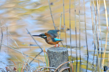 池の縁の杭から飛び出す瞬間の雌のカワセミ