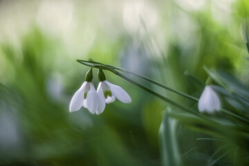 White snowdrops (Galanthus nivalis) close-up on blurry background with copy space. In the forest snowdrops are in bloom in the spring.