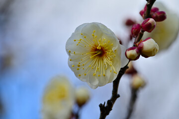 梅の花