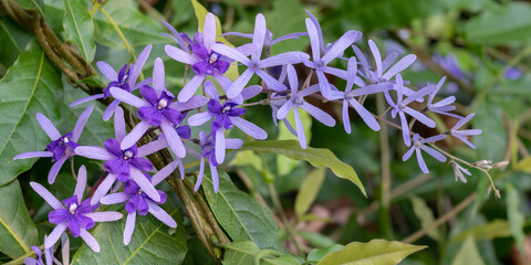Cluster of delicate blue purple violet flowers of petrea volubilis, aka purple wreath, queen's wreath or sandpaper vine, a beautiful tropical climbing plant