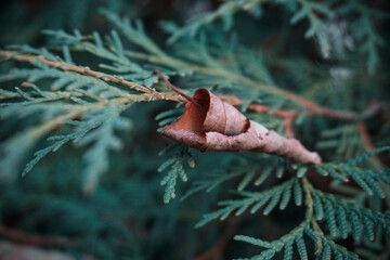 Blue thuja branch with a dry autumn leaf. A dry birch leaf lies on a conifer tree.