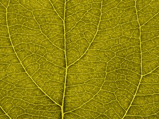 Leaf of fruit tree close up. Dark yellow mosaic pattern of veins and plant cells. Abstract tinted background or wallpaper. Macro