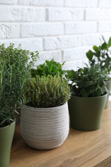 Different aromatic potted herbs on wooden table near white brick wall